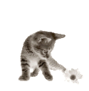 catb
